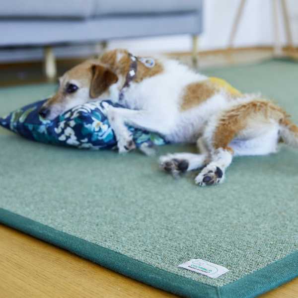 Hund mit Kissen auf Teppich